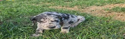 Great Dane dogs for sale: NovaLee - Ad 2