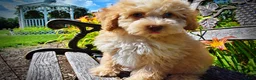 Havapoo dogs for sale: Gracie - Ad 7