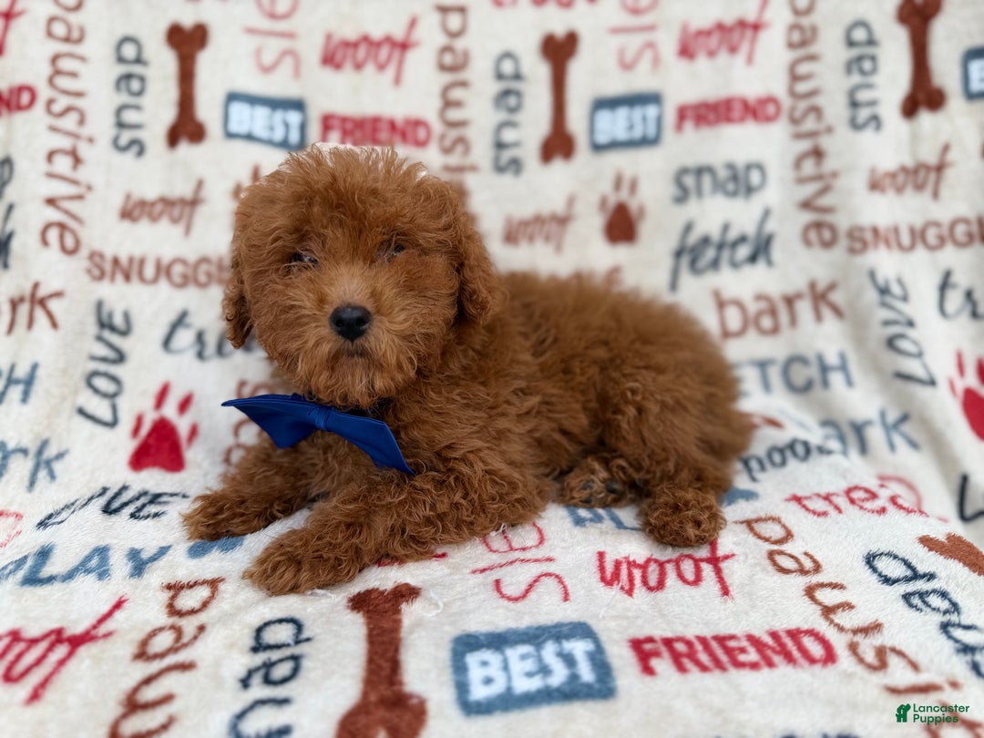 Miniature Poodle dogs for sale: Lego - Ad 5