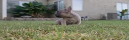 French Bulldog dogs for sale: Lucas  - Ad 3