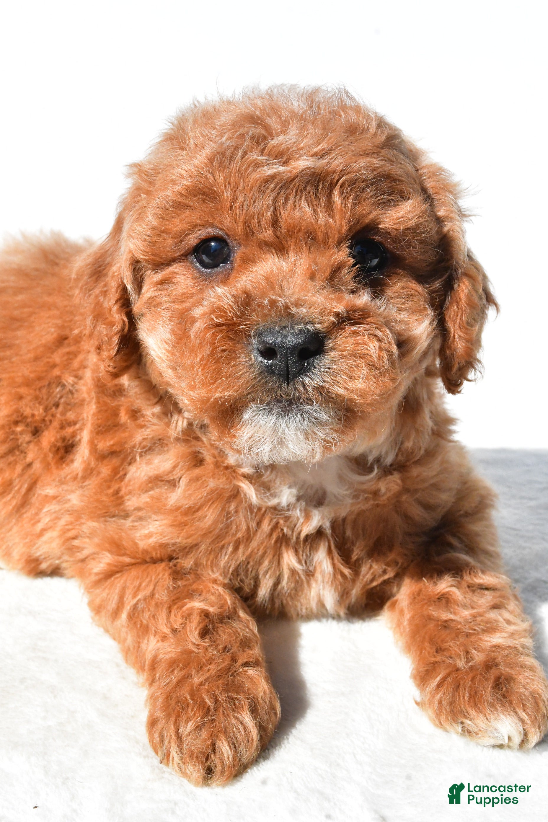 Mini Goldendoodle dogs Tulip - Ad 1
