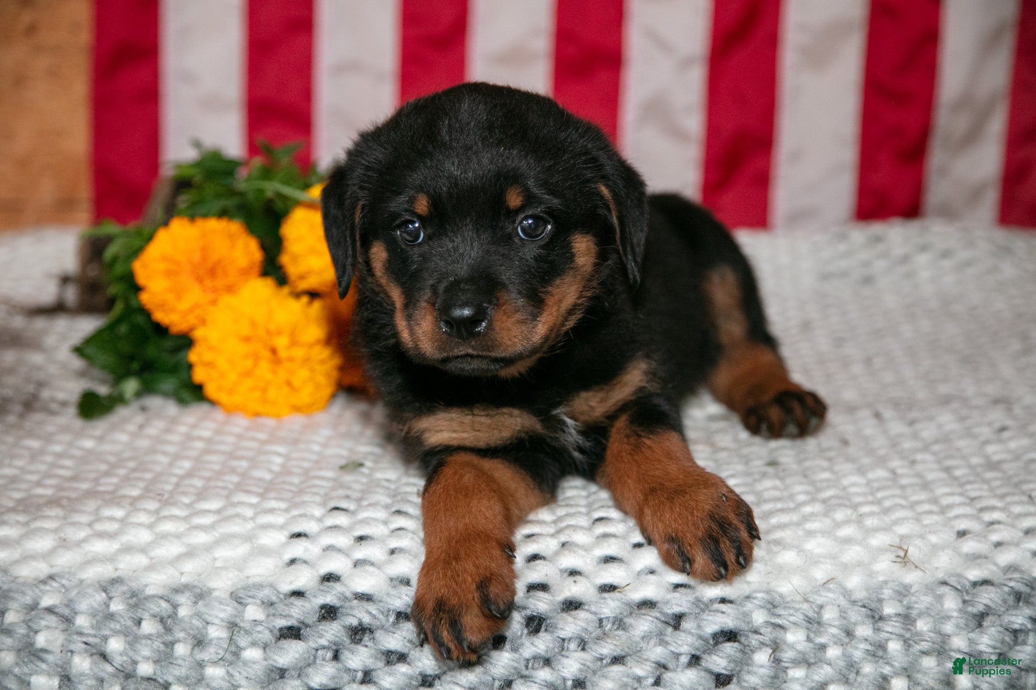 Rottweiler dogs T-Bone - Ad 2