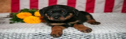 Rottweiler dogs for sale: T-Bone - Ad 2