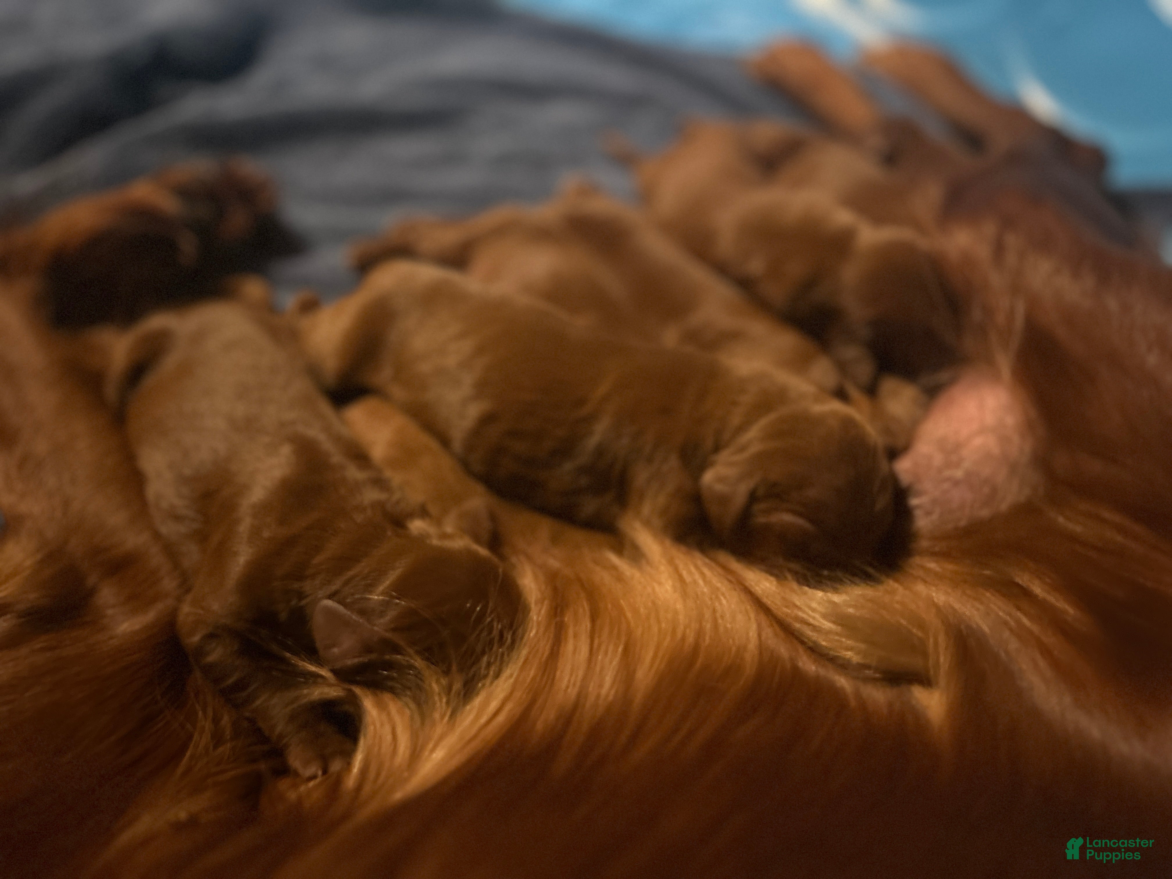 Irish Setter dogs Irish Setter Puppy 6 - Ad 6