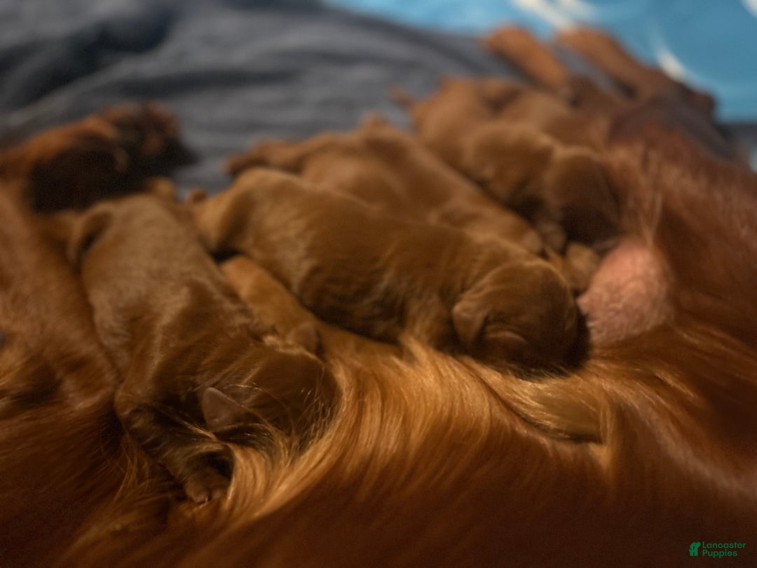 Irish Setter dogs for sale: Irish Setter Puppy 6 - Ad 1