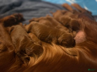 Irish Setter dogs Irish Setter Puppy 6 - Ad 23
