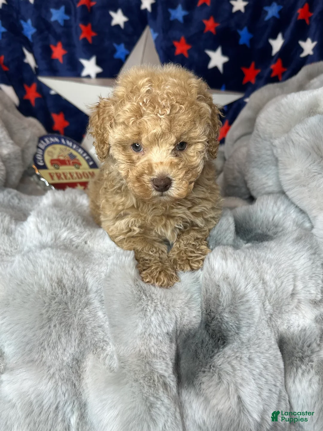 Toy Poodle dogs for sale: Yoshi - Ad 1