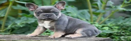 French Bulldog dogs for sale:  Francie💕 - Ad 6