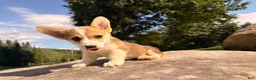 Welsh Corgi Pembroke dogs for sale: Tucker - Ad 13
