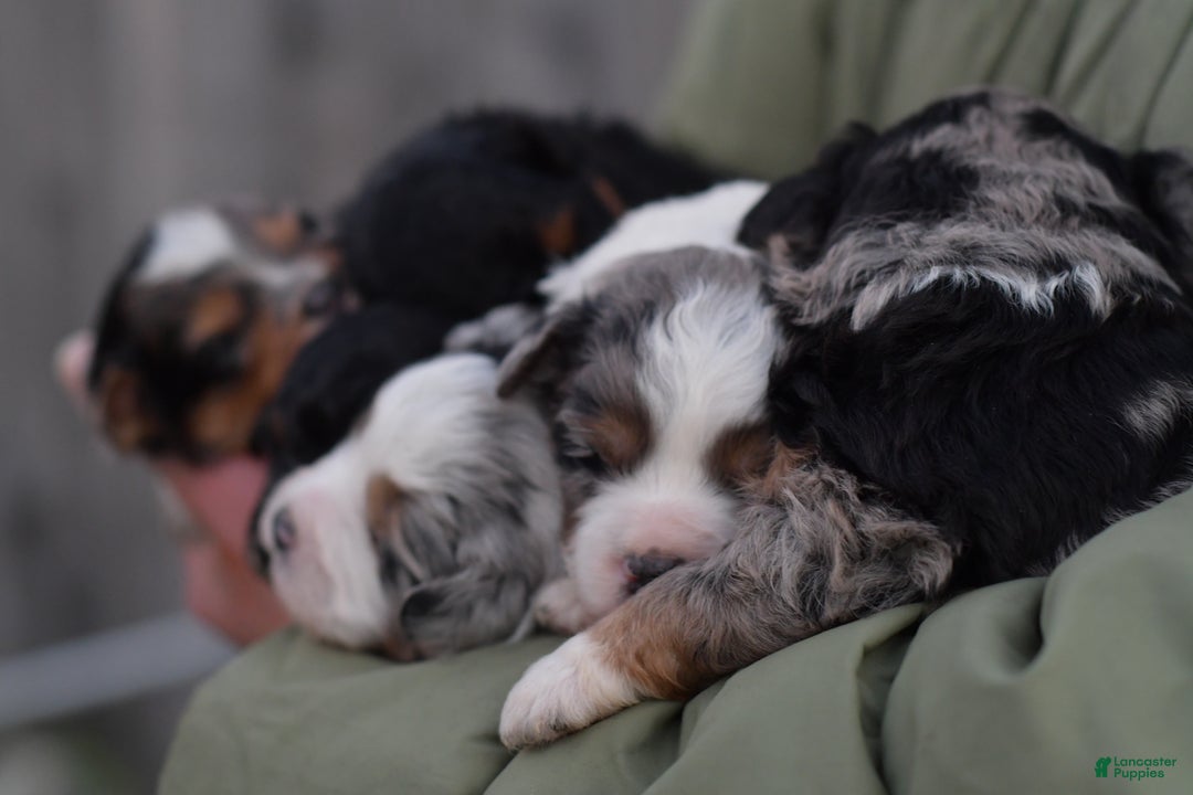 Mini Aussiedoodle dogs for sale: Bear - Ad 10