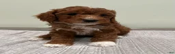 Mini Goldendoodle dogs for sale: Harley - Ad 3
