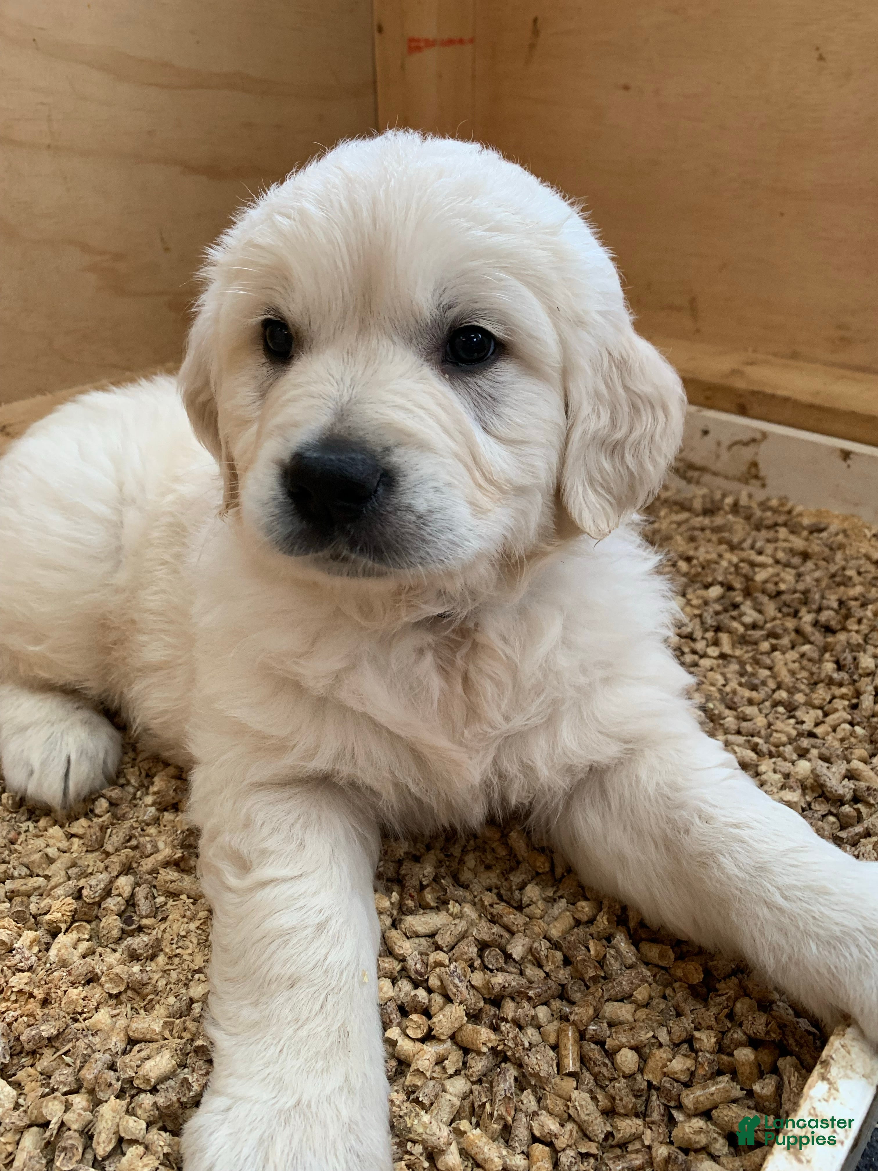 Golden Retriever dogs Jasper - Ad 1