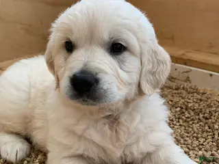 Golden Retriever dogs for sale: Jasper - Ad 1