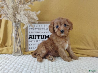 Cavapoo dogs - Ad 25