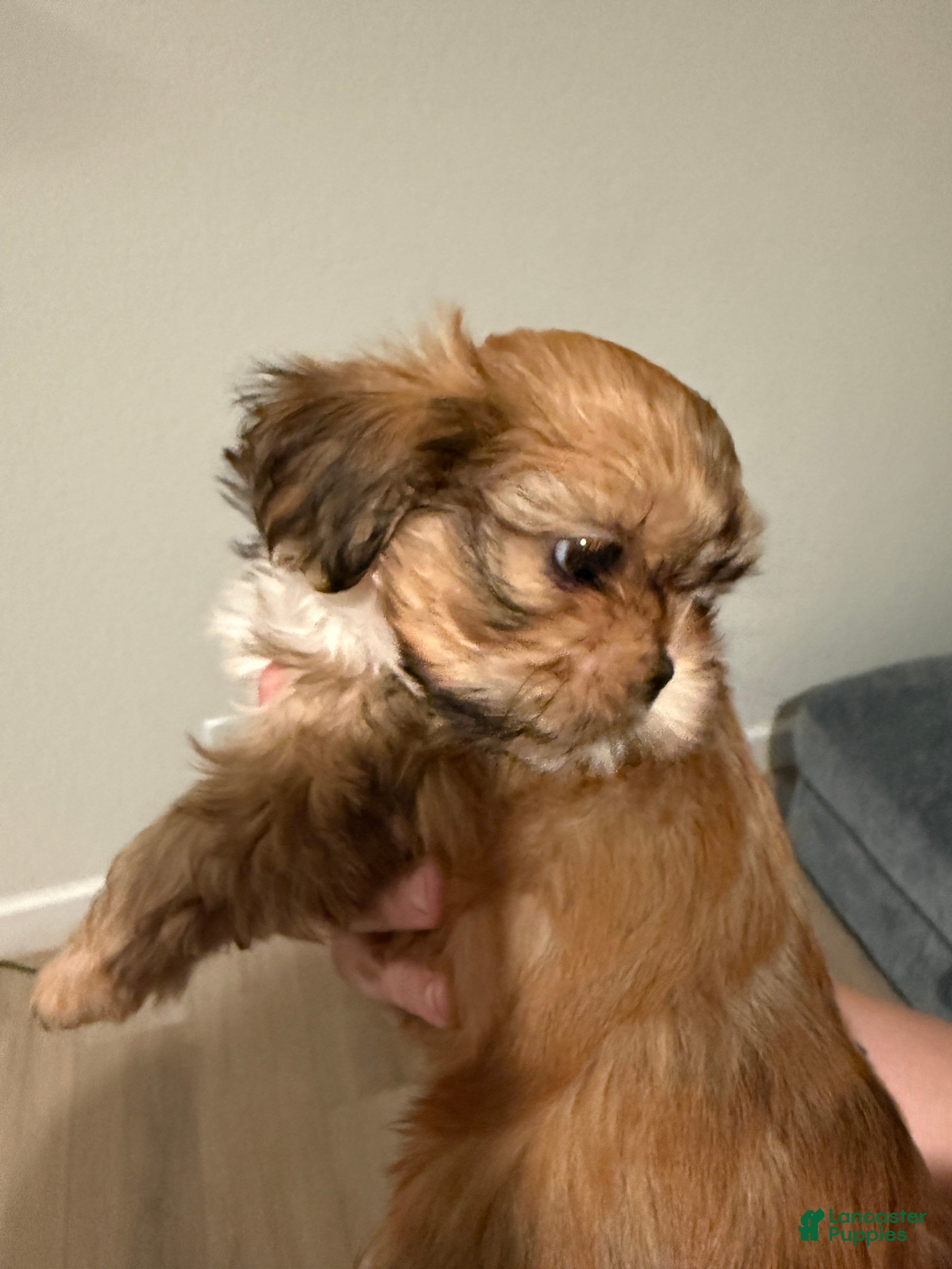 Shih Tzu dogs Shih Tzu Puppy 5 - Ad 1