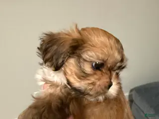 Shih Tzu dogs for sale: Shih Tzu Puppy 5 - Ad 4