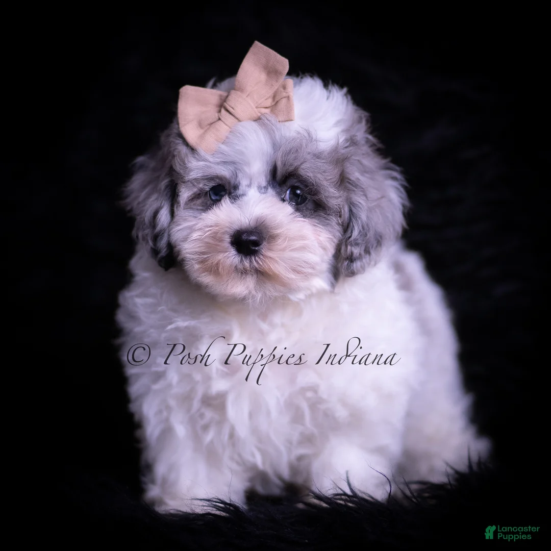 Maltipoo dogs for sale: Duggie F1 - Ad 2
