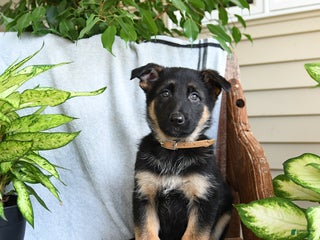 German Shepherd dogs Naomi - Ad 25