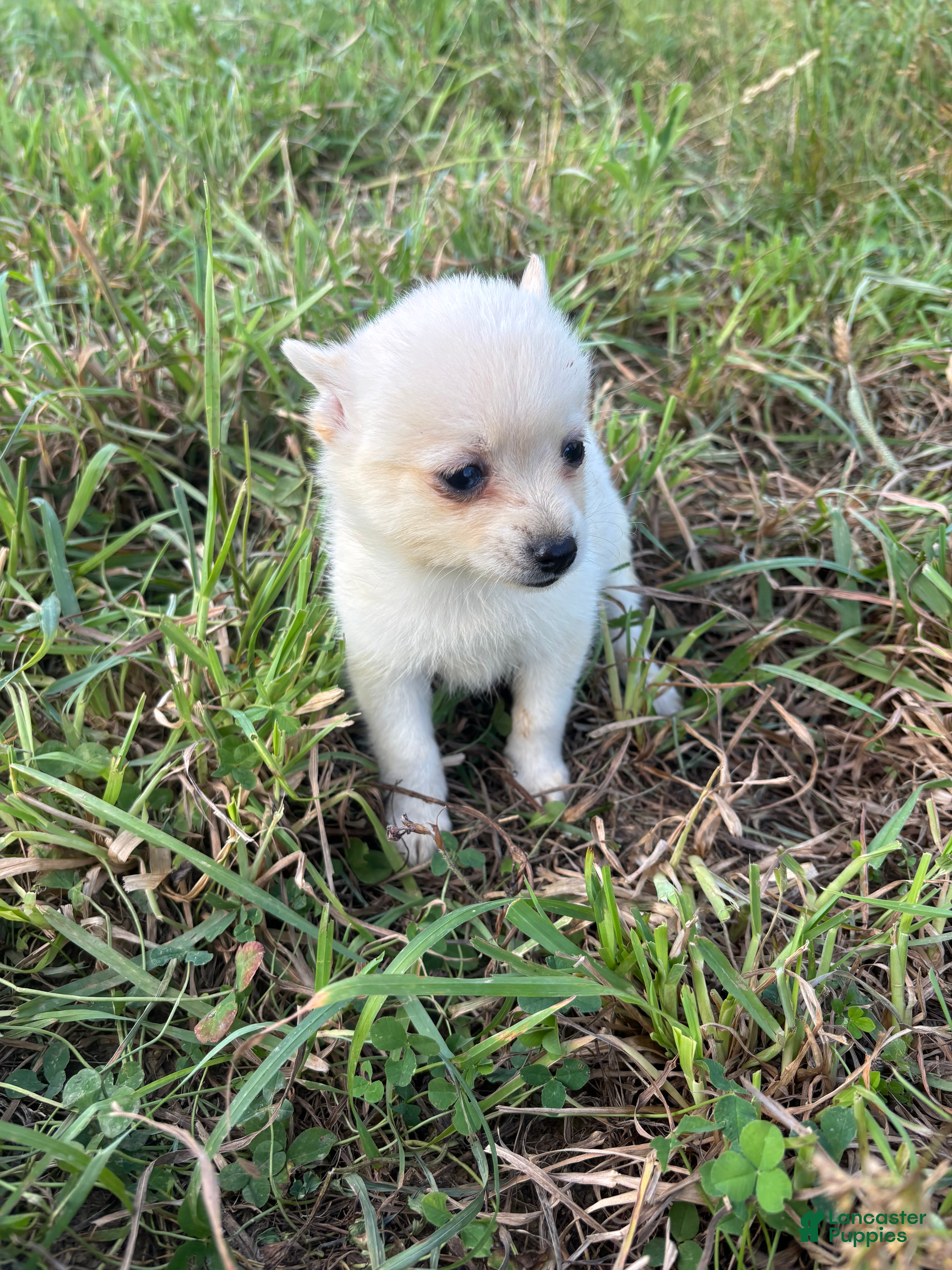 Pomsky dogs Liam - Ad 1