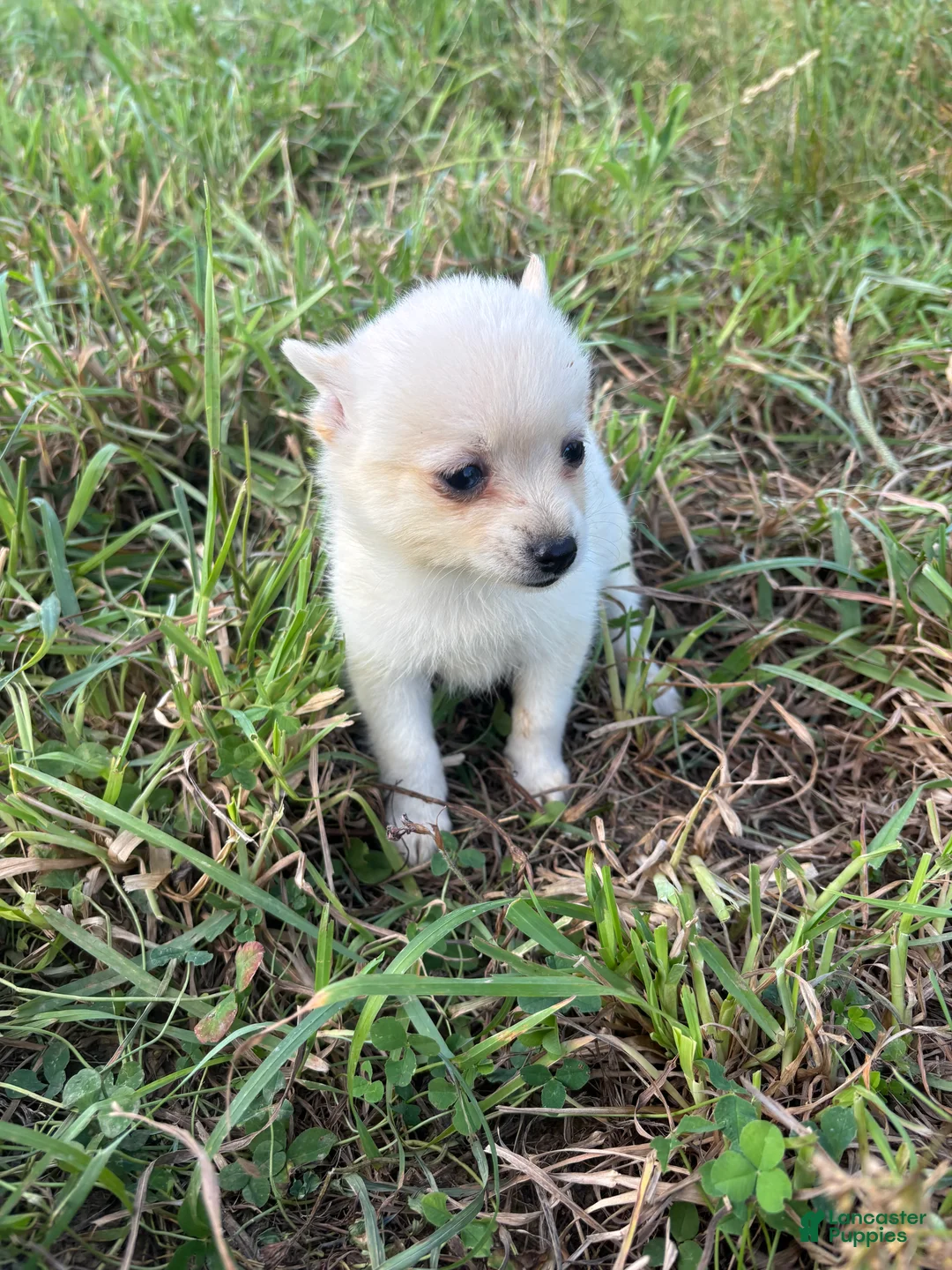 Pomsky dogs for sale: Liam - Ad 1