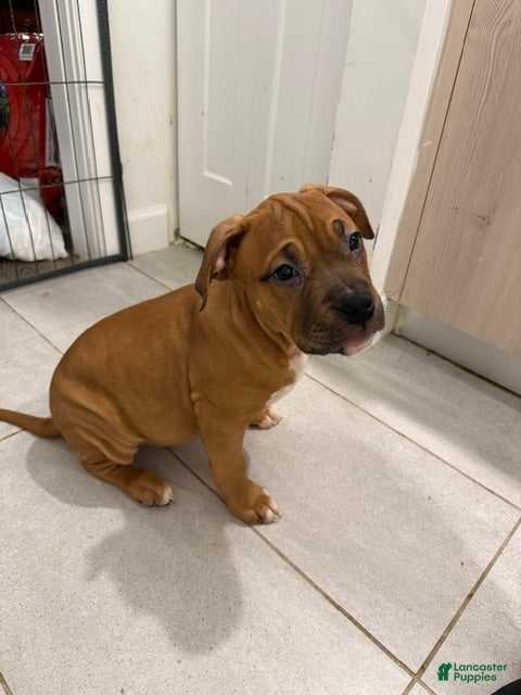 American Bully dogs Puppy3 female - Ad 1