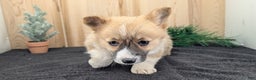 Welsh Corgi Pembroke dogs for sale: Sky - Ad 9