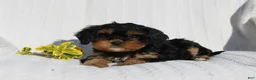 Cavapoo dogs for sale: Lexi - Ad 2