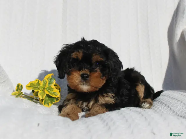 Cavapoo dogs for sale: Lexi - Ad 2
