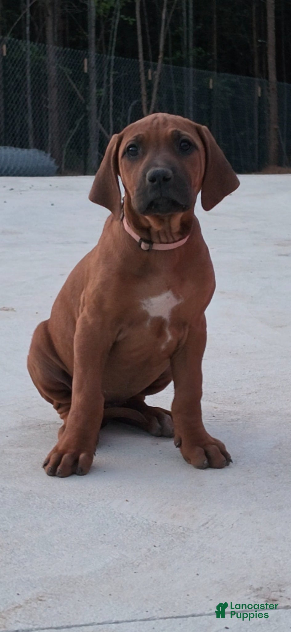 Rhodesian Ridgeback dogs Rhodesian Ridgeback Puppy 3 - Ad 2