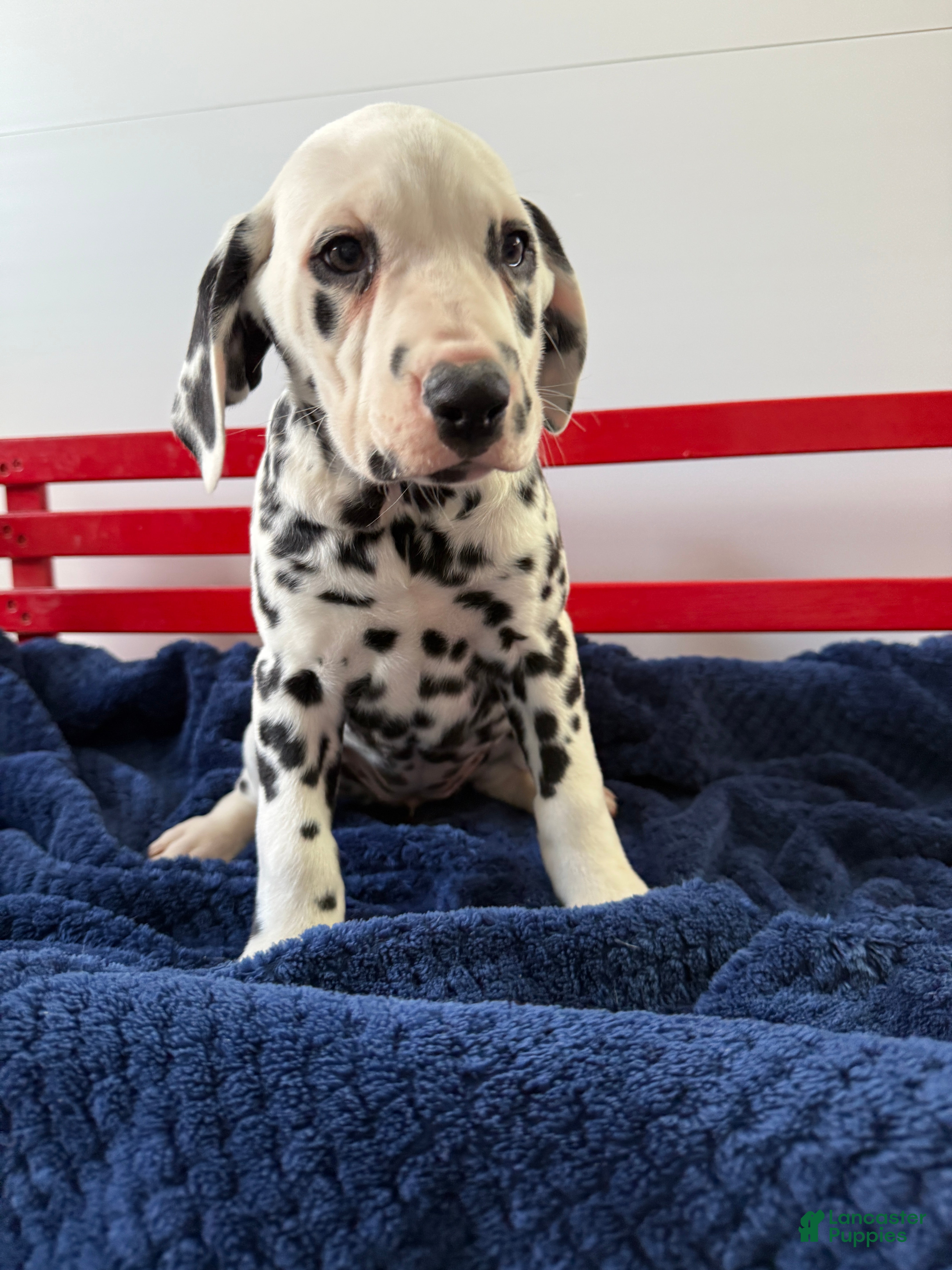 Dalmatian dogs Tara - Ad 1