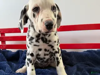 Dalmatian dogs Tara - Ad 1