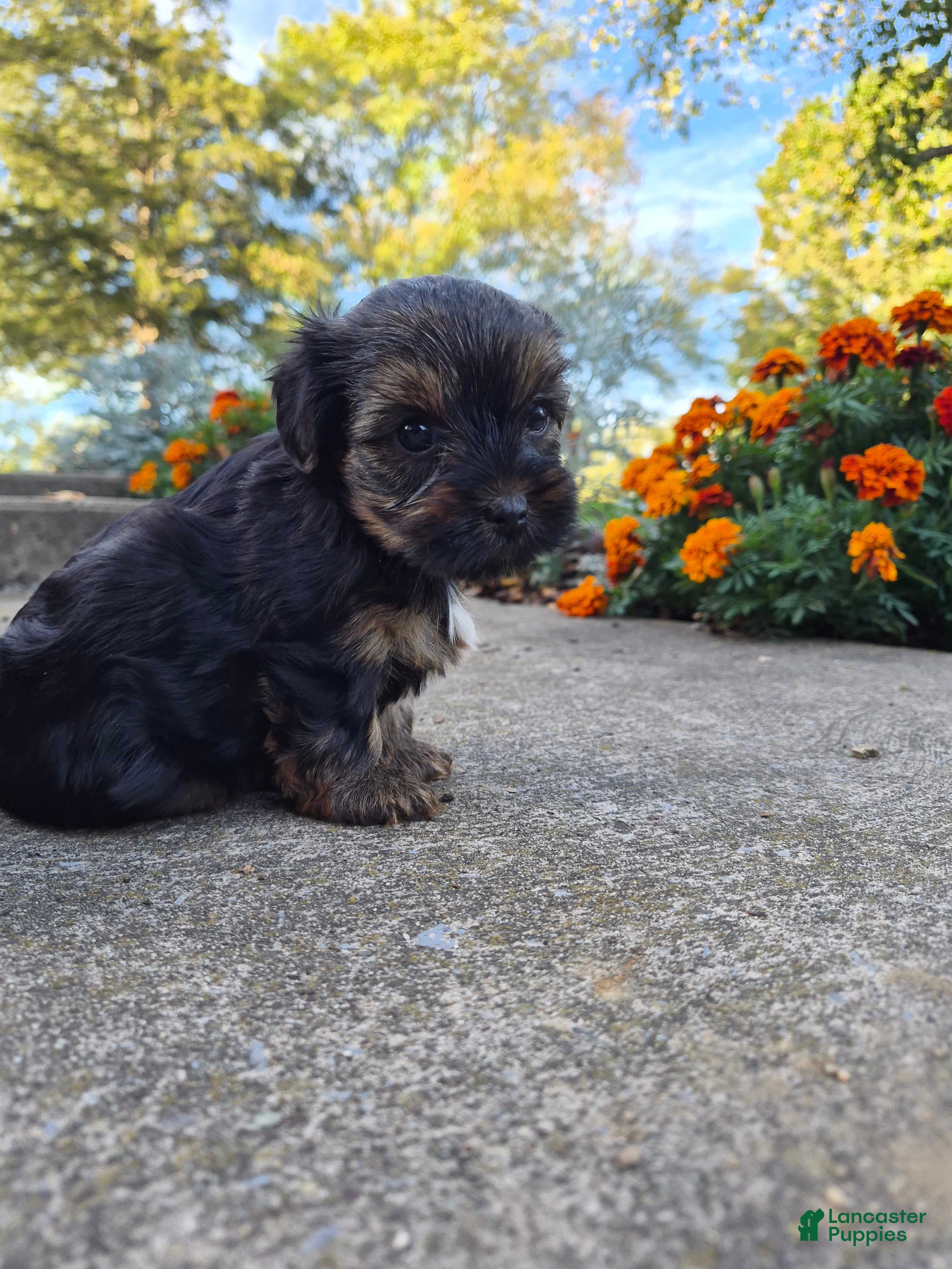 Yorkshire Terrier dogs for sale: Marley  - Ad 2