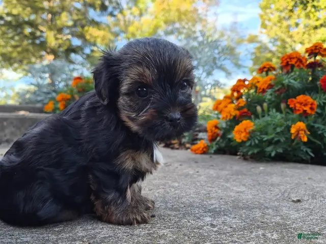 Yorkshire Terrier dogs for sale: Marley - Ad 2
