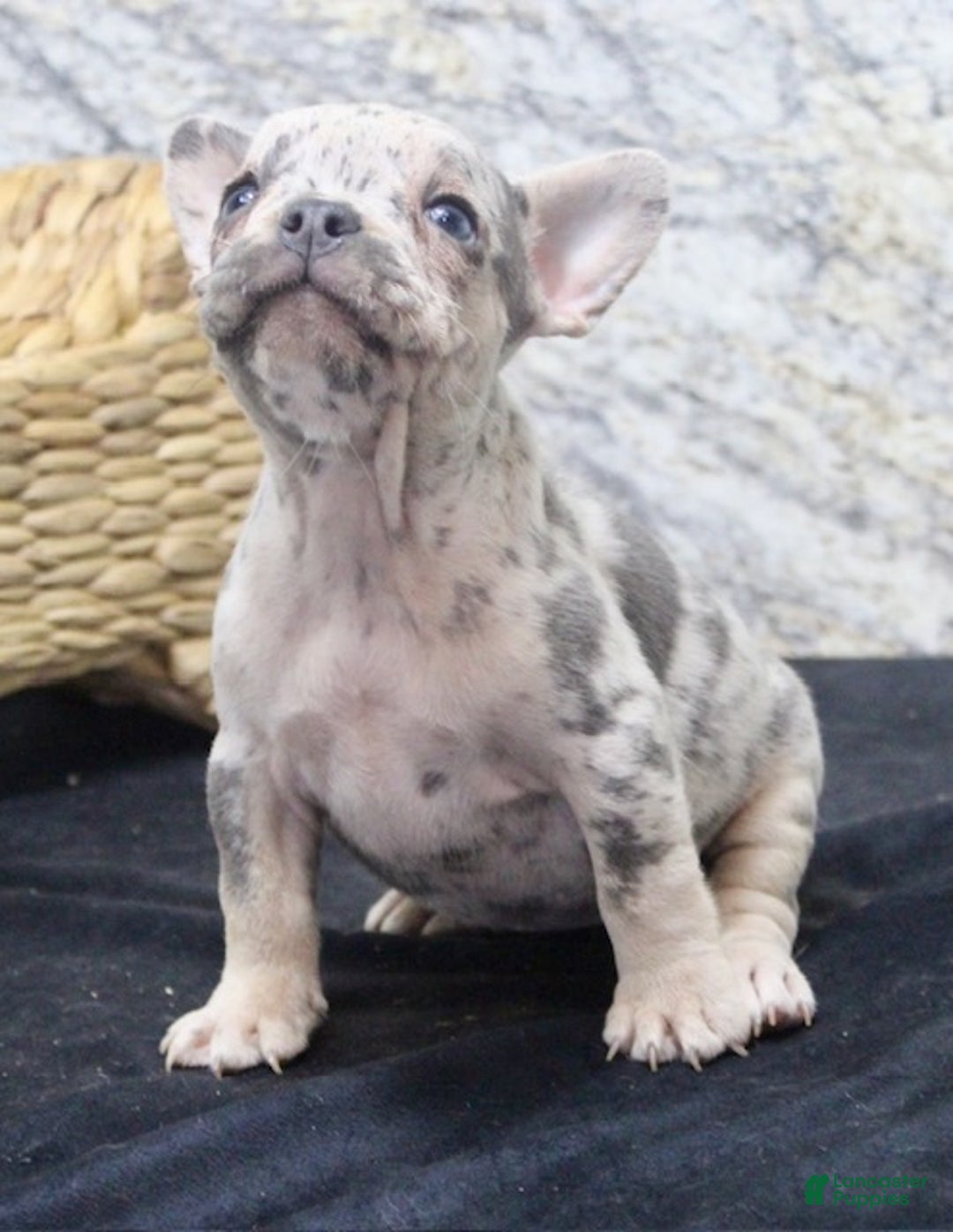French Bulldog dogs for sale: Nola - Ad 6