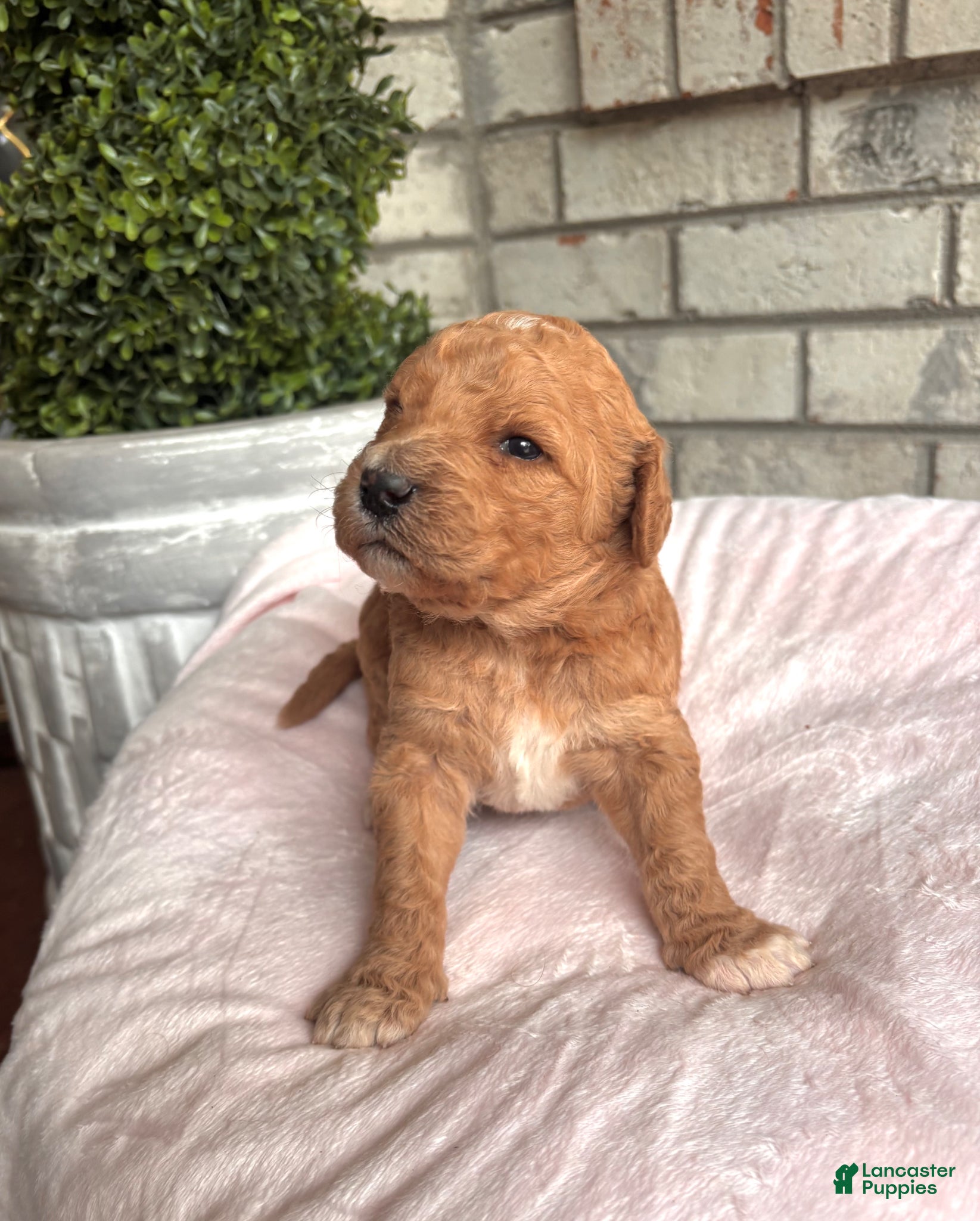 Goldendoodle dogs Goldendoodle Puppy 4 - Ad 11