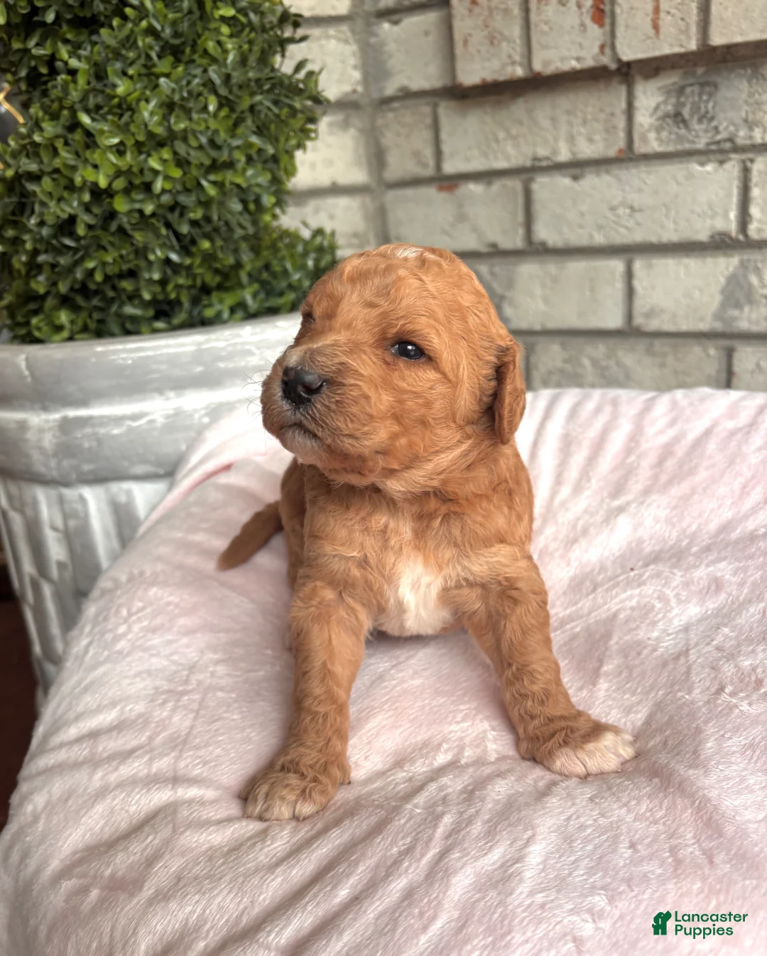 Goldendoodle dogs for sale: Goldendoodle Puppy 4 - Ad 1