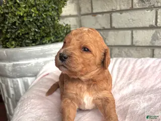 Goldendoodle dogs Goldendoodle Puppy 4 - Ad 30