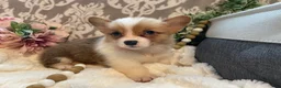 Welsh Corgi Pembroke dogs for sale: Summer - Ad 5