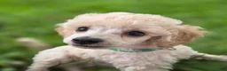 Toy Poodle dogs for sale: AKC Toy Poodle - Ad 2