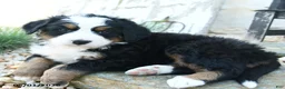 Bernese Mountain Dog dogs for sale: Mr Melvin - Ad 1