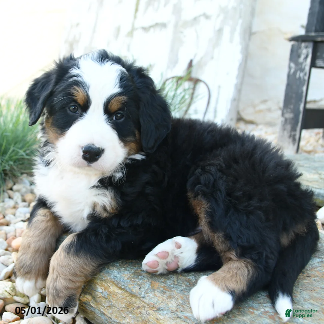 Bernese Mountain Dog dogs for sale: Mr Melvin - Ad 1