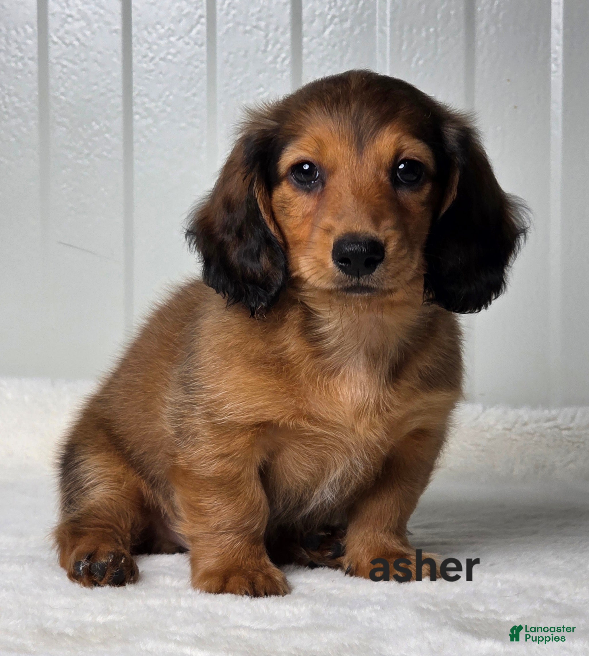Miniature Dachshund dogs Asher - Ad 1