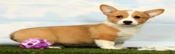 Welsh Corgi Pembroke dogs for sale: Honey - Ad 4