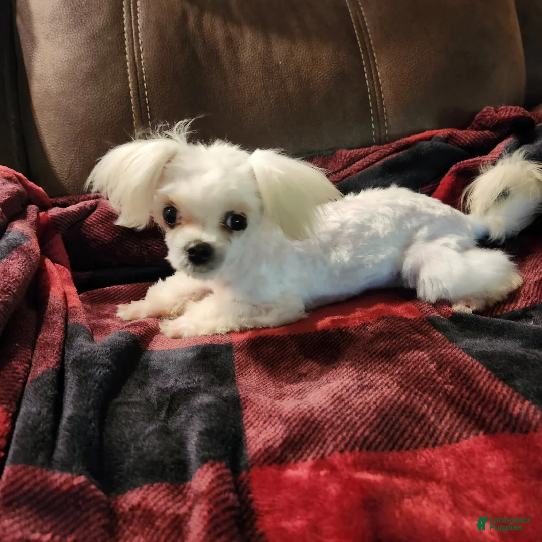 Maltese dogs for sale: Treasure - Ad 3