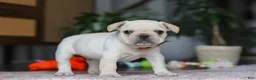 French Bulldog dogs for sale: Birch  - Ad 3