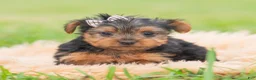 Yorkshire Terrier dogs for sale: Mickey - Ad 5