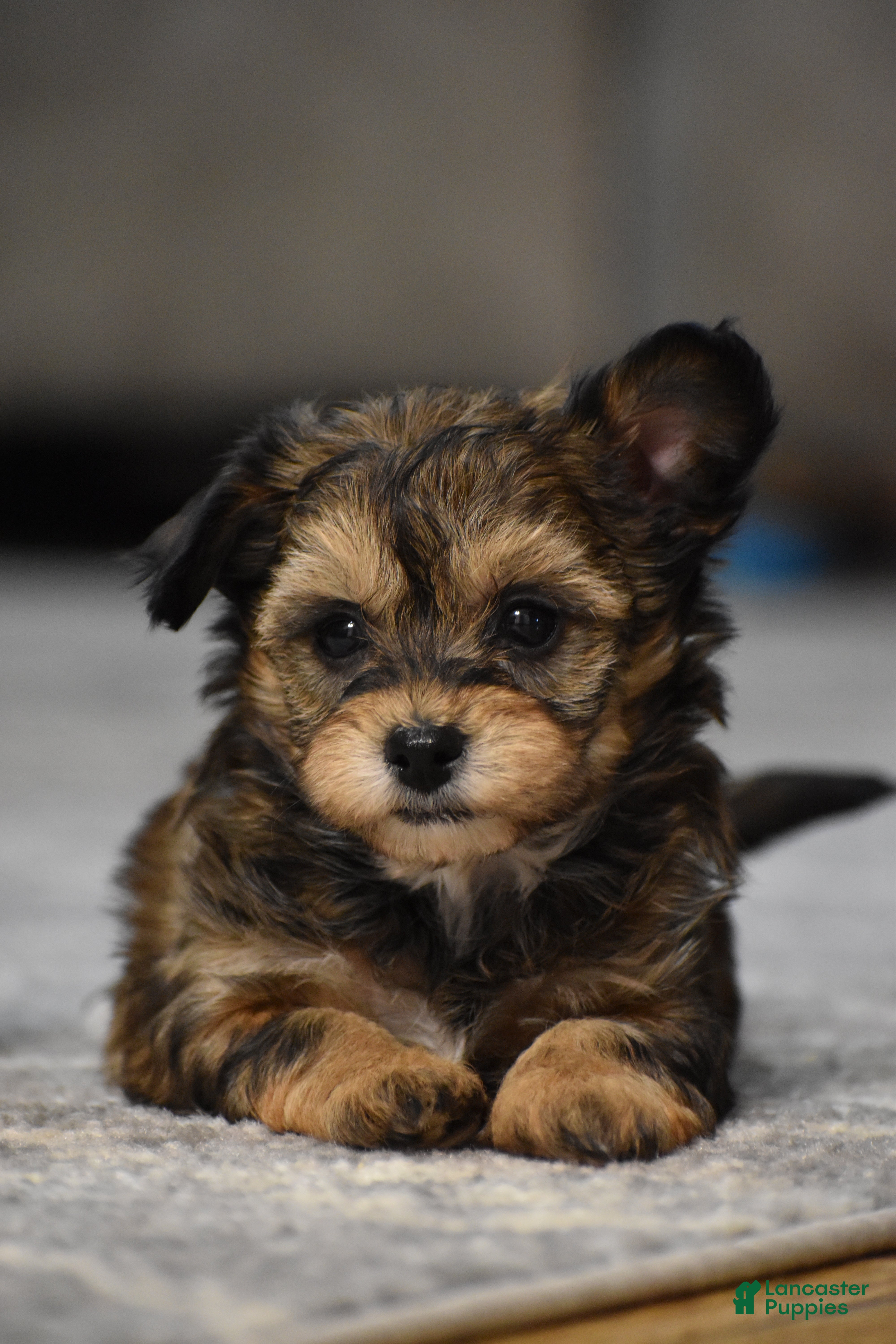 Mixed Breed dogs Frankie - Ad 1