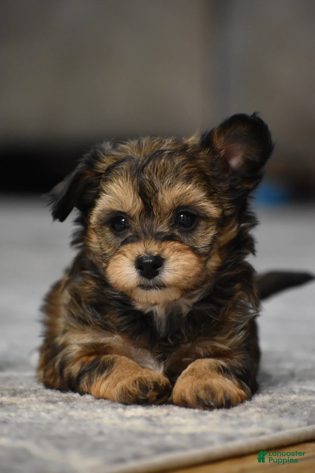 Mixed Breed dogs for sale: Frankie - Ad 1