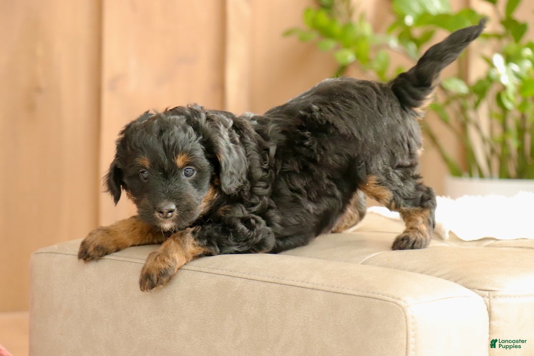 Mini Bernedoodle dogs for sale: Lucas - Ad 2