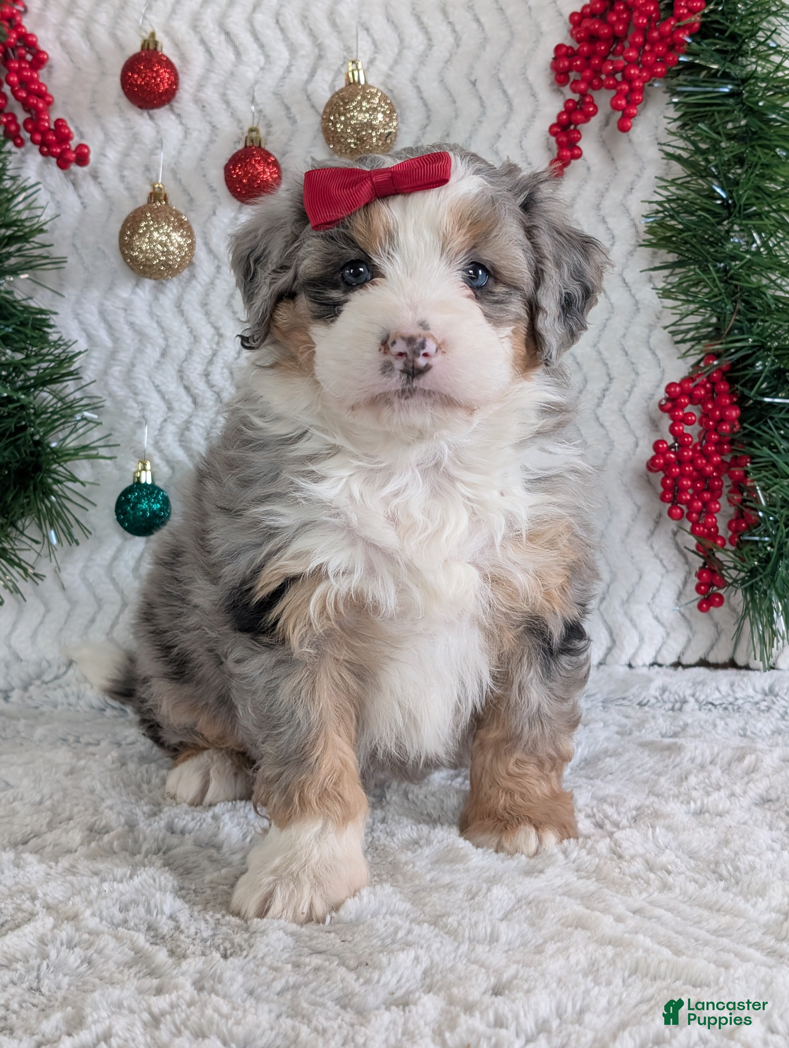 Mini Bernedoodle dogs Mini Pippa  - Ad 36